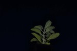 Salvia apiana (IMG_0149.jpg)