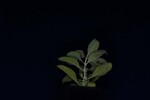 Salvia apiana (IMG_0150.jpg)