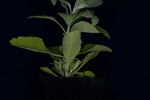 Salvia apiana (IMG_0160.jpg)