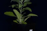 Salvia apiana (IMG_0162.jpg)