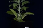 Salvia apiana (IMG_0163.jpg)