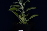 Salvia apiana (IMG_0166.jpg)