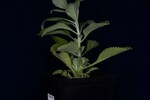 Salvia apiana (IMG_0168.jpg)
