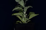 Salvia apiana (IMG_0169.jpg)
