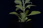 Salvia apiana (IMG_0172.jpg)