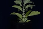 Salvia apiana (IMG_0173.jpg)