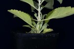 Salvia apiana (IMG_0176.jpg)