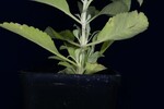 Salvia apiana (IMG_0177.jpg)