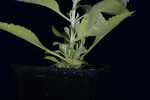 Salvia apiana (IMG_0178.jpg)