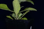 Salvia apiana (IMG_0183.jpg)