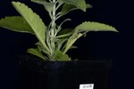 Salvia apiana (IMG_0185.jpg)