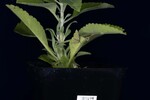 Salvia apiana (IMG_0186.jpg)