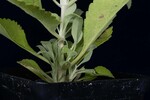 Salvia apiana (IMG_0198.jpg)