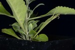 Salvia apiana (IMG_0202.jpg)