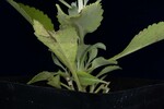 Salvia apiana (IMG_0207.jpg)