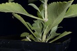 Salvia apiana (IMG_0211.jpg)