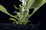 Salvia apiana (IMG_0216.jpg)