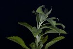 Salvia apiana (IMG_0218.jpg)