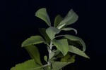 Salvia apiana (IMG_0220.jpg)