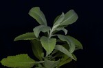 Salvia apiana (IMG_0221.jpg)