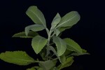 Salvia apiana (IMG_0222.jpg)