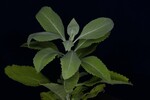 Salvia apiana (IMG_0223.jpg)