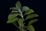 Salvia apiana (IMG_0226.jpg)
