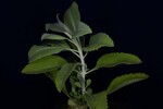Salvia apiana (IMG_0227.jpg)