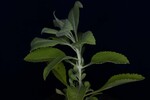 Salvia apiana (IMG_0228.jpg)