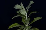 Salvia apiana (IMG_0231.jpg)