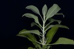 Salvia apiana (IMG_0234.jpg)