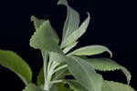 Salvia apiana (IMG_0240.jpg)
