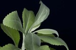 Salvia apiana (IMG_0241.jpg)