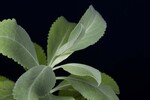 Salvia apiana (IMG_0242.jpg)