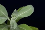 Salvia apiana (IMG_0244.jpg)