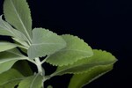 Salvia apiana (IMG_0248.jpg)