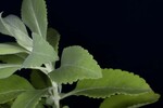 Salvia apiana (IMG_0249.jpg)