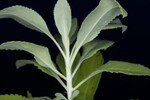 Salvia apiana (IMG_0255.jpg)