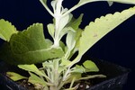 Salvia apiana (IMG_0261.jpg)