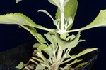 Salvia apiana (IMG_0275.jpg)