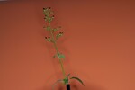 Scrophularia californica (IMG_0003_1.jpg)