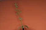 Scrophularia californica (IMG_0004_1.jpg)