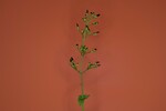 Scrophularia californica (IMG_0004.jpg)