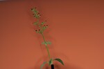 Scrophularia californica (IMG_0005_1.jpg)