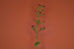 Scrophularia californica (IMG_0005.jpg)