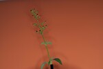 Scrophularia californica (IMG_0006_1.jpg)