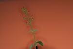 Scrophularia californica (IMG_0007_1.jpg)