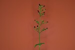 Scrophularia californica (IMG_0008.jpg)