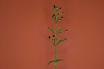 Scrophularia californica (IMG_0009.jpg)