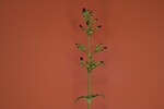 Scrophularia californica (IMG_0011.jpg)